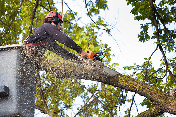 Best Hazardous Tree Removal  in Linden, CA